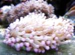 Foto Aquarium Groß Tentacled Platte Koralle (Anemone Pilzkoralle), Heliofungia actiniformes, pink