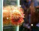 Foto Akvaarium Mere Selgrootud Kahevärviline Merisiilikute (Punane Merisiilikute), Salmacis bicolor, punane