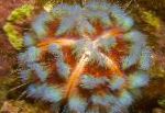 kuva Akvaario Meri Selkärangattomat Palo Urchin merisiilit, Asthenosoma varium, vihreä