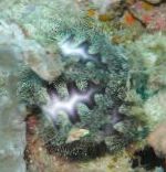 Photo Aquarium Sea Invertebrates Microcyphus Rousseau urchins, purple