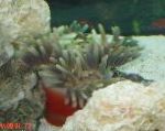 foto Aquarium Zee Ongewervelde Prachtige Zee-Anemoon anemonen, Heteractis magnifica, grijs