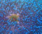 Fil Akvarium Havsdjur Magnifika Havsanemon anemoner, Heteractis magnifica, genomskinlig