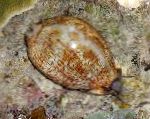 fénykép Akvárium Tengeri Gerinctelenek Porceláncsiga kagyló, Cypraea sp., világoskék