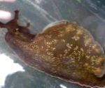 Фото Аквариум Морские Беспозвоночные Заяц морской водорослеед моллюски, Aplysia californica, коричневый