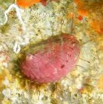 Foto Acuario Mar Invertebrados Abulón almejas, Haliotis, manchado