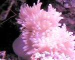 Fil Akvarium Havsdjur Platt Färg Anemon anemoner, Heteractis malu, spotted