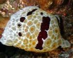 kuva Akvaario Meri Selkärangattomat Grand Pleurobranch meri etanoita, Pleurobranchus grandis, ruskea