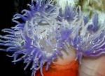 Фото Акваріум Морські Безхребетні Актиния Краснотелая актинії, Macrodactyla doreensis, блакитний