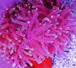 снимка Аквариум Морски Безгръбначни Червени База Анемония анемони, Macrodactyla doreensis, петнист