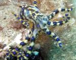 ლურჯი Ringed Octopus