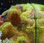 Photo Aquarium Sea Invertebrates Giant Carpet Anemone, Stichodactyla gigantea, yellow