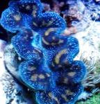 Photo Aquarium Sea Invertebrates Tridacna clams, blue