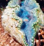 Photo Aquarium Sea Invertebrates Tridacna clams, transparent
