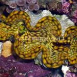 foto Acquario Invertebrati Marini Tridacna molluschi, azzurro