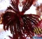 Foto Akvarium Havet Hvirvelløse Dyr Comanthus comanthina, sort