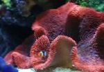 Foto Akvārijs Jūras Bezmugurkaulnieki Paklājs Anemone, Stichodactyla haddoni, sarkans