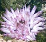 снимка Аквариум Морски Безгръбначни Розови Връхчета Анемония анемони, Condylactis passiflora, лилаво