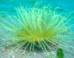 Fil Akvarium Havsdjur Röret Anemon anemoner, Cerianthus, grå