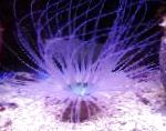 照 水族馆 海无脊椎动物 管海葵, Cerianthus, 紫