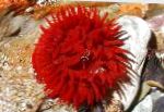 Foto Akvaarium Mere Selgrootud Pirn Ülane anemones, Actinia equina, punane
