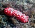 Foto Akvaarium Mere Selgrootud Korallid Krabi krabisid, Trapezia sp., punane