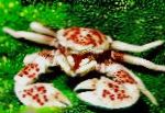 Porselen Anemone Krabbe