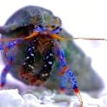 Naine Jambe Bleu Crabe Ermite