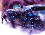 Bleu Genou Ermite Crabe