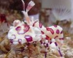 Photo Aquarium Sea Invertebrates Harlequin Shrimp, Clown (White Orchid) Shrimp, Hymenocera picta, brown