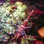 Photo Aquarium Sea Invertebrates Camelback (Camel, Candy, Dancing, Hingebeak, Durban Hinge-Beak) Shrimp, Rhynchocinetes durbanensis, red