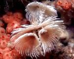 φωτογραφία ενυδρείο θαλάσσια ασπόνδυλα Bispira Sp. ανεμιστήρα σκουλήκια, ροζ