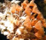 照 水族馆 海无脊椎动物 Bispira 风扇蠕虫, Bispira sp., 红