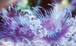 Foto Acuario Mar Invertebrados Bispira Sp. gusanos de fans, púrpura