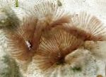 Photo Aquarium Sea Invertebrates Bispira Sp. fan worms, light blue