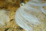 Фото Акваріум Морські Безхребетні Черв'як Протула морські черв'яки, Protula sp., білий