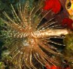 Foto Acuario Mar Invertebrados Fanworm Gigante gusanos de fans, Sabellastarte magnifica, azul claro