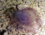 kuva Akvaario Meri Selkärangattomat Hawaiian Sulka Siivoustakki fan madot, Sabellastarte sp., violetti