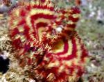 foto Aquarium Zee Ongewervelde Hawaiiaanse Plumeau ventilator wormen, Sabellastarte sp., wit