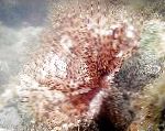 фотографија Акваријум Море Бескичмењаци Feather Duster Worm (Indian Tubeworm) фан црви, Sabellastarte indica, светло плава