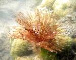 фотографија Акваријум Море Бескичмењаци Feather Duster Worm (Indian Tubeworm) фан црви, Sabellastarte indica, црвен