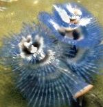Foto Akvārijs Jūras Bezmugurkaulnieki Ziemassvētku Eglīte Tārps, Spirobranchus sp., zils
