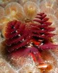 照 水族馆 海无脊椎动物 圣诞树蠕虫 风扇蠕虫, Spirobranchus sp., 红