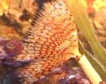 fénykép Akvárium Tengeri Gerinctelenek Wreathytuft Tubeworm fan férgek, Spirographis sp., sárga