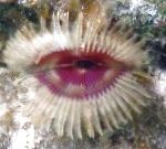 Photo Aquarium Sea Invertebrates Split-Crown Feather Duster fan worms, Anamobaea orstedii, green
