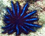 foto Aquário Invertebrados Marinhos Coroa De Espinhos, Acanthaster planci, azul