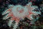 Фото Аквариум Теңіз омыртқасыздары Тікен Star Тәжі теңіз жұлдызы, Acanthaster planci, қызғылт