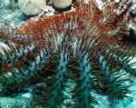 Photo Aquarium Sea Invertebrates Crown Of Thorns sea stars, Acanthaster planci, light blue