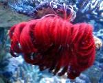 Photo Aquarium Sea Invertebrates Crinoid, Feather Star comanthina, Comanthina, red