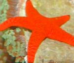 foto Aquarium Zee Ongewervelde Rode Zeester zeesterren, Fromia, rood