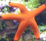fotografija Akvarij Morski Nevretenčarji Rdeča Zvezda, Fromia, rdeča